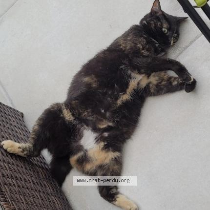 Foto 2/2 Maya Chat perdido en Lissay lochy