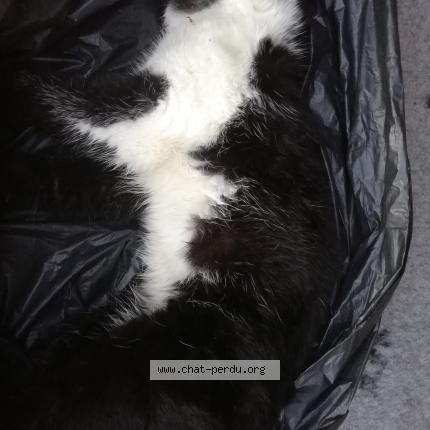 Foto 1/1 Gato encontrado Encontrado en Lentilly