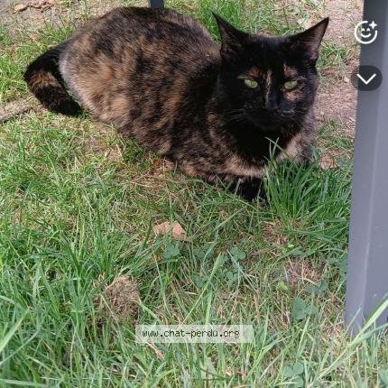 Foto 1/1 Lala Chat perdido en Croix