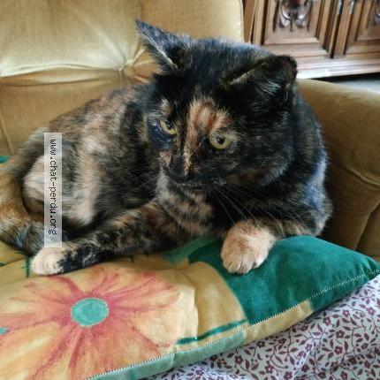 Foto 2/2 Minette Chat perdido en Yvrac