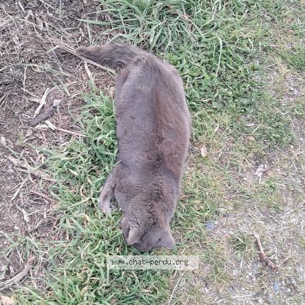 Foto 1/1 Gato encontrado Encontrado en Guilherand granges