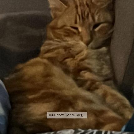 Foto 1/1 Titou Chat perdido en Montpellier