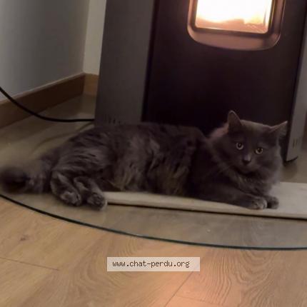 Foto 1/1 Tchoupi Chat perdido en Valentigney