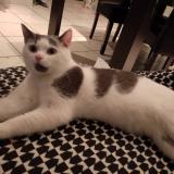 Foto del gato perdido en Roubaix