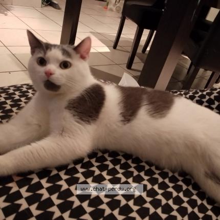 Foto 1/1 Grisou Chat perdido en Roubaix