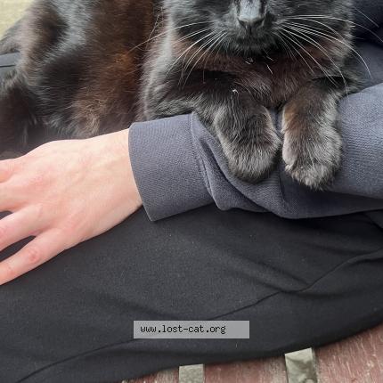 Foto 1/1 Gato encontrado Encontrado en London