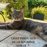 Foto del gato perdido en Corze