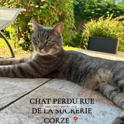 Foto 1/1 Snow Chat perdido en Corze