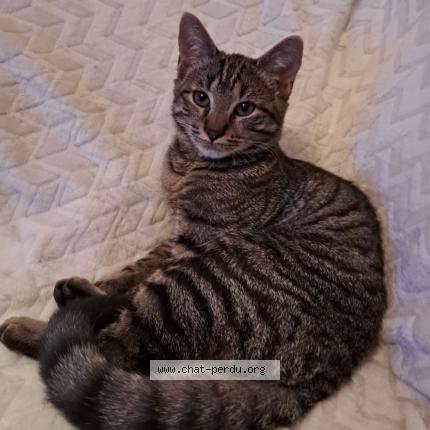 Foto 1/1 Noé Chat perdido en Pontivy