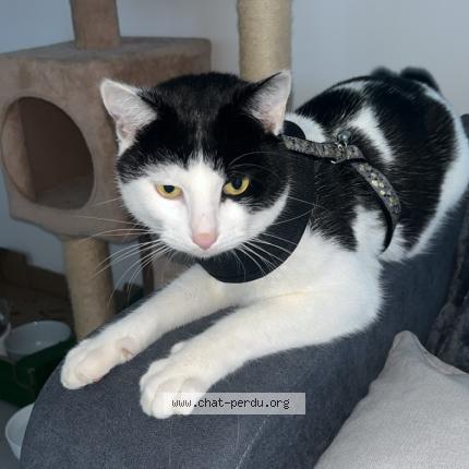 Foto 1/1 Diego Chat perdido en Toulouse