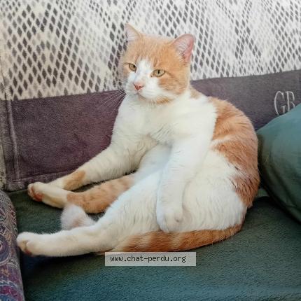 Foto 1/1 Caramel Chat perdido en Aigues vives