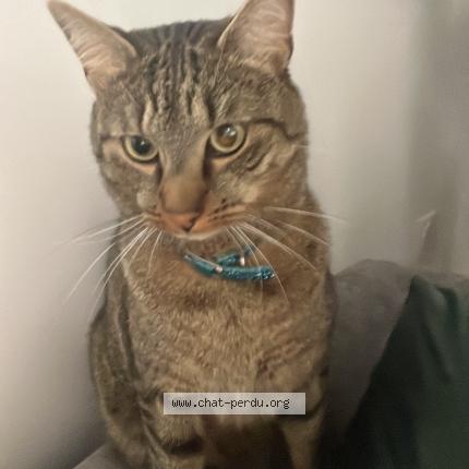 Foto 1/1 cooki Chat perdido en Forbach