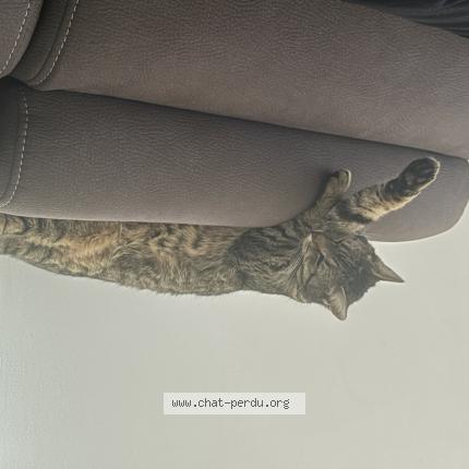 Foto 1/1 Naya Chat perdido en St hilaire de riez