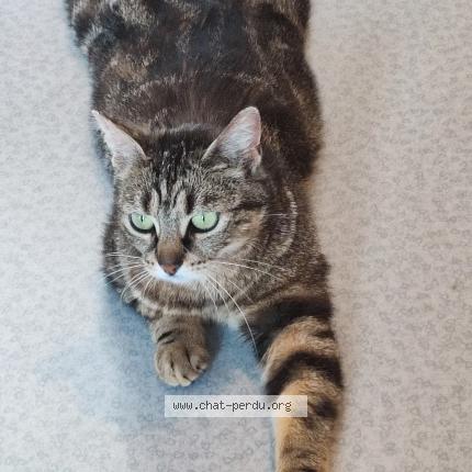 Foto 1/1 Nayat Chat perdido en Juzenncourt