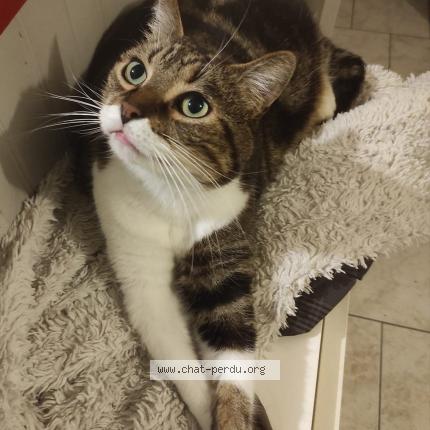 Foto 1/1 Ninja Chat perdido en Ossonville