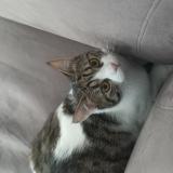 Foto del gato perdido en St Loubes