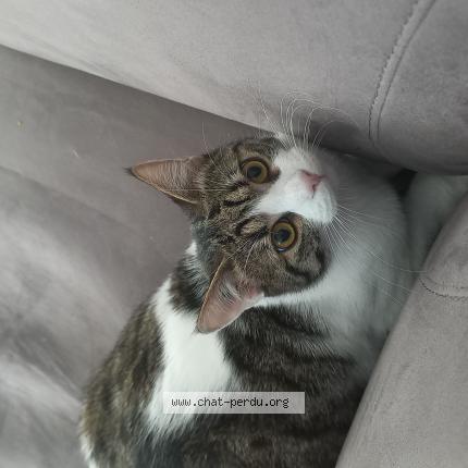 Foto 1/1 Ulysse Chat perdido en St loubes