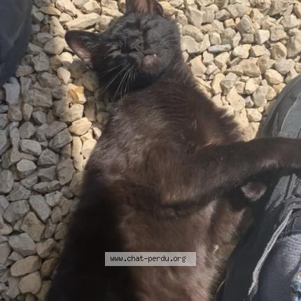 Foto 1/1 Pepito Chat perdido en Saint chef