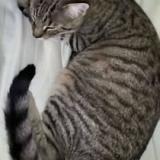 Foto del gato perdido en Neuf Marche