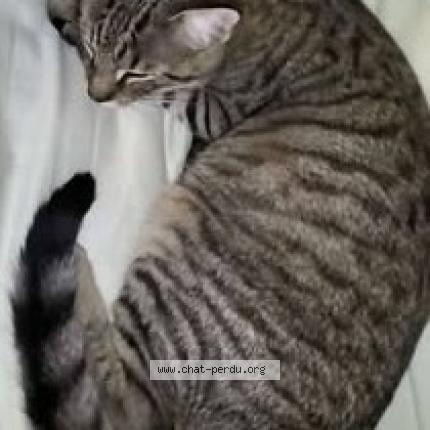 Foto 1/1 Vénus Chat perdido en Neuf marche