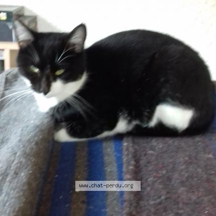 Foto 1/1 Scotti Chat perdido en Alix