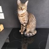 Foto del gato perdido en Neuf Marche