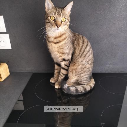 Foto 1/1 Vénus Chat perdido en Neuf marche