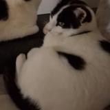 Foto del gato perdido en Clesse