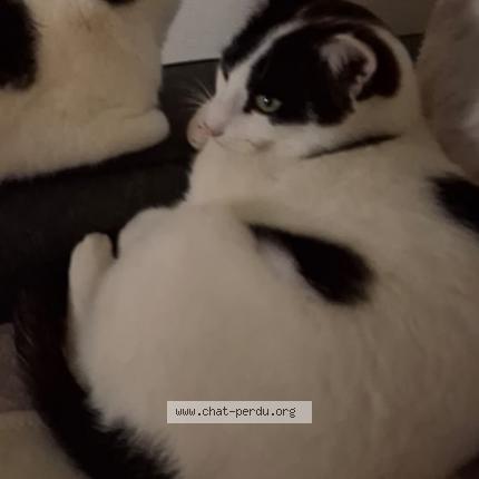 Foto 1/1 Winter Chat perdido en Clesse