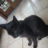 Foto del gato perdido en St Exupery Les Roches