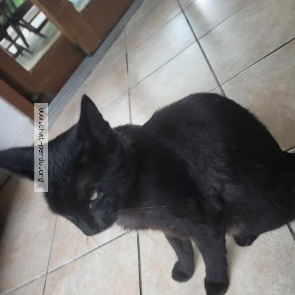 Foto 1/1 Harry Chat perdido en St exupery les roches