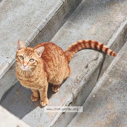 Foto 1/1 Marius Chat perdido en Fronton