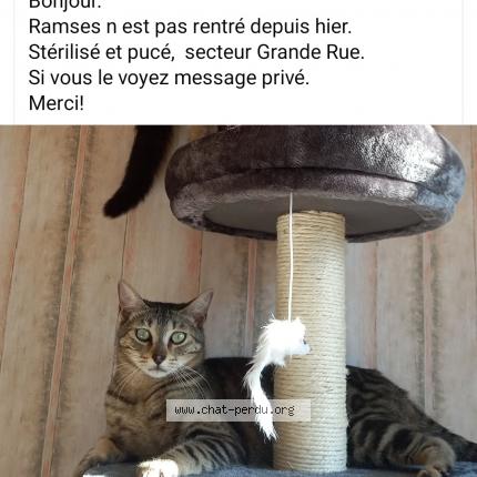 Foto 1/1 RAMSES Chat perdido en Mornas