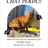 Foto del gato perdido en Toulouse