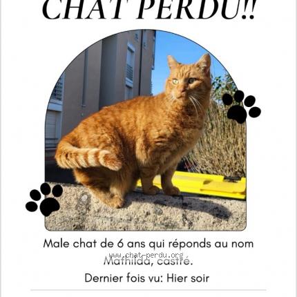 Foto 1/1 Matilda Chat perdido en Toulouse