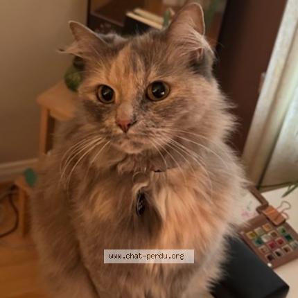 Foto 1/1 Ahola Chat perdido en Montreal