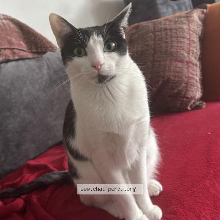 Foto 1/1 Poncik Chat perdido en Barby