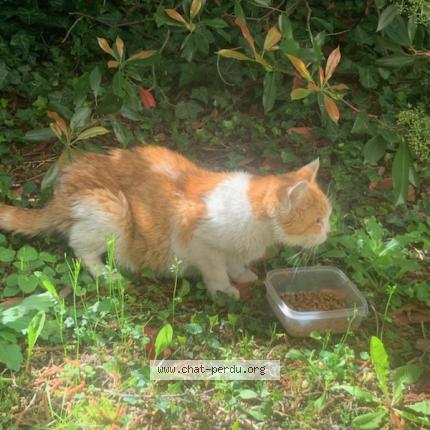 Foto 1/1 Gato encontrado Encontrado en Chamalieres