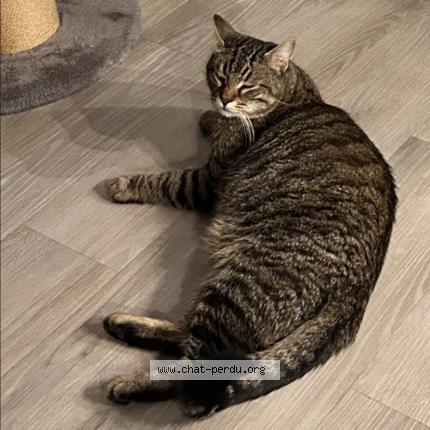 Foto 1/1 Simon Chat perdido en Etampes