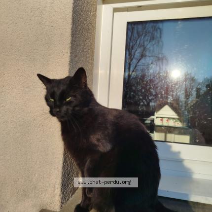 Foto 1/2 Golo Chat perdido en La barre de semilly