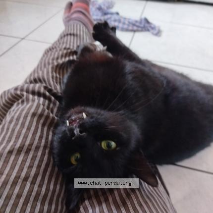 Foto 2/2 Golo Chat perdido en La barre de semilly