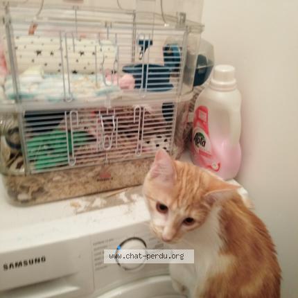 Foto 1/1 Madara Chat perdido en Binic