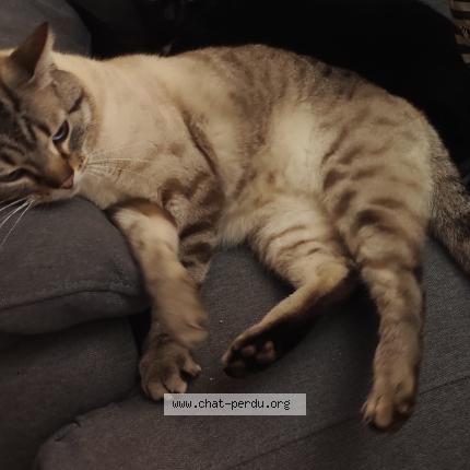 Foto 1/1 Simba Chat perdido en Le mans