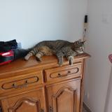 Foto del gato perdido en Mesvre