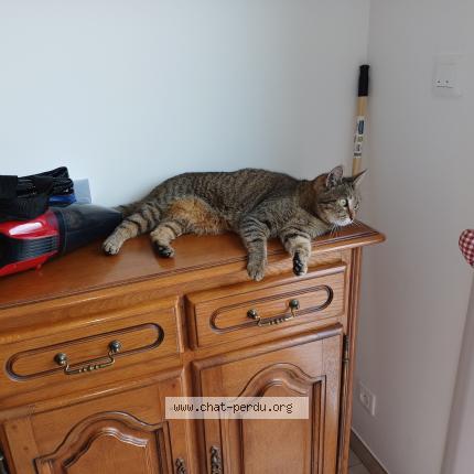 Foto 1/1 alexandre simon Chat perdido en Mesvre