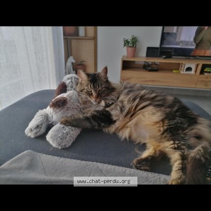 Foto 1/1 Plume Chat perdido en Hebecourt