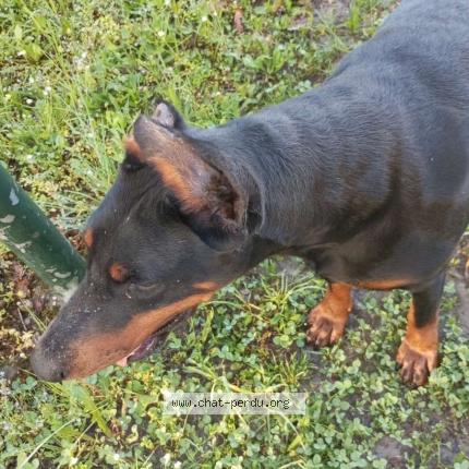 Foto 1/1 Gato encontrado Encontrado en Pont eveque