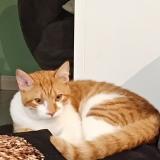 Foto del gato perdido en Jonquieres