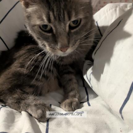 Foto 1/1 Gato encontrado Encontrado en Perigueux