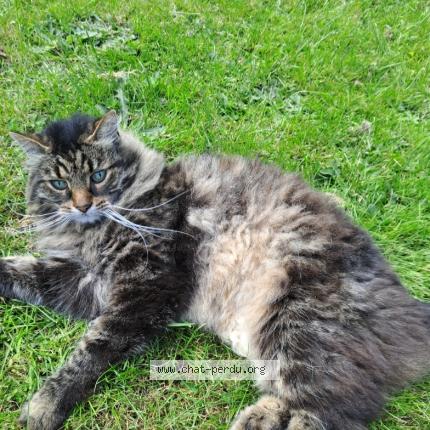 Foto 1/1 Lupin Chat perdido en Villeneuve d ascq